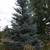 Fall is the BEST TIME to transplant trees! Perfect Blue Spruce Trees. 4 thumbnail