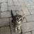 Rehoming Kittens 16 thumbnail