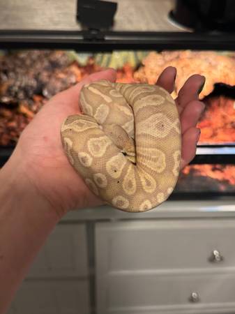 Ball python64842560798594124