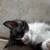 Kitten 2 thumbnail