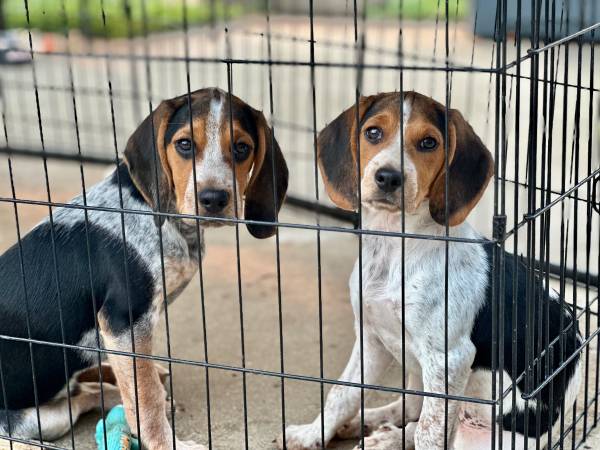 Two for rehoming 1
