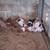 Farm animals 2 thumbnail