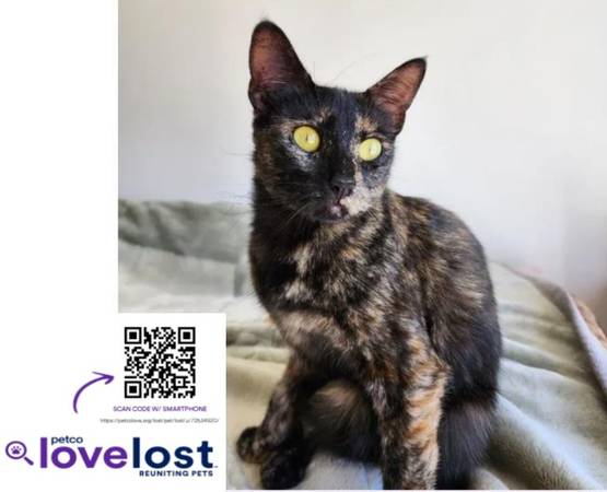 MISSING CAT (Camarillo)63952983030659120
