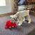 Mini schnauzer 11 thumbnail