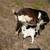 Nigerian Dwarf buckling goat (male baby goat) 9 thumbnail