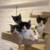 Rehoming kittens 2 thumbnail