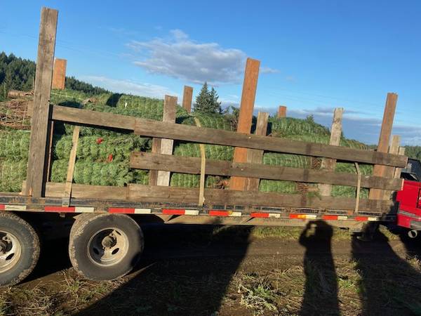 Christmas Trees!!!! 1