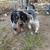 heeler/beagle mix pups 14 thumbnail
