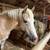 Super nice beginner friendly riding and driving haflinger gelding 10 thumbnail