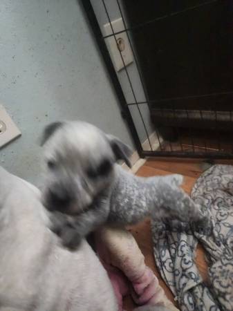 Dos cachorros geniales necesitan nuevos hogares63839345320451120