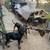 Dóberman puppies 2 thumbnail
