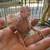 Rare cockatiel 1 thumbnail