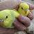 Young parakeets budgies 1 thumbnail