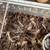 Tarantulas 11 thumbnail