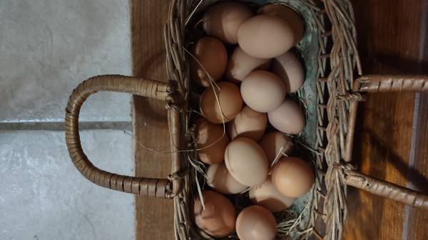 Eggs........light & dark brown 1