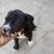 rehoming american pit x boxer puppies 9 thumbnail