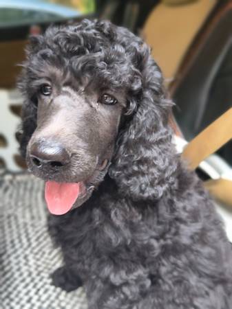 AKC standard poodle puppies (Huntsville, AL)64151734477186121