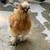 FREE SILKIE ROOS 2 thumbnail