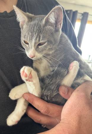 Gatitos castrados (pequeña tarifa de reubicación) (Prosser)63658117669889122
