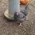 6 hens and 10 chicks to new home 3 thumbnail