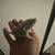 Baby Pet Rats Now Available! 3 thumbnail