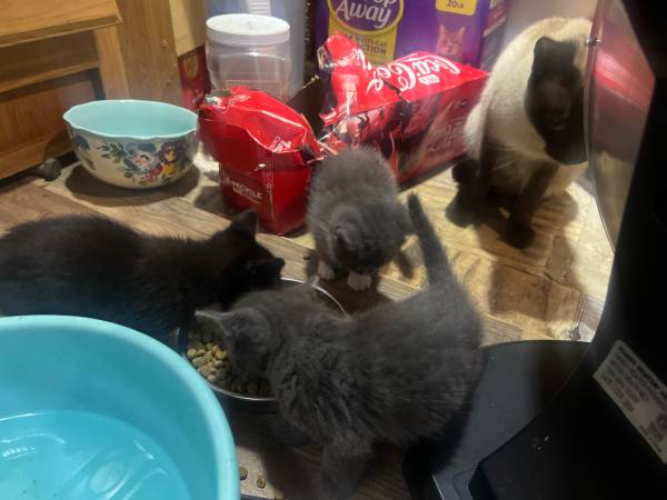 Five kittens  take on take all (Amity)63958289235842120