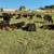 Wagyu cattle 2 thumbnail