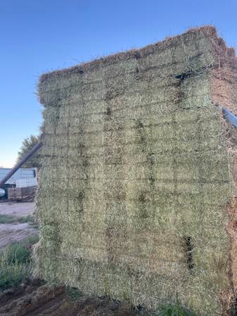 Alfalfa 1