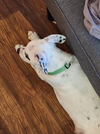 Dalmatian mix (St louis)63902738651138121