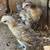 Bantam baby chicks 1 thumbnail