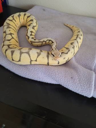 Super Pastel Spider Ball Python63860183453057120