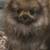 Pomeranian puppies 1 thumbnail