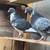Pigeons/ ladrones cubanos 3 thumbnail