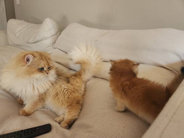 Blh kittens63924991907202122