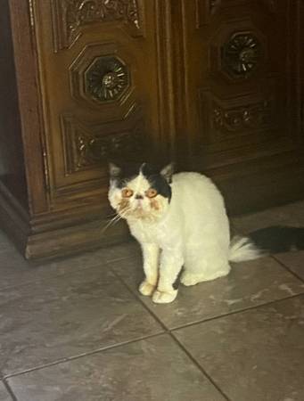 Persian cat63679359551619121