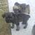 Schnauzer puppies 4 thumbnail