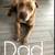 Pitbull puppies 4 thumbnail