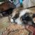 2 ragdolls cats 3 thumbnail