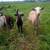 Grassfed Hair Sheep Feeder Lambs 2 thumbnail