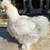 Silkies!!!! - BIG SALE!!!! 12 thumbnail