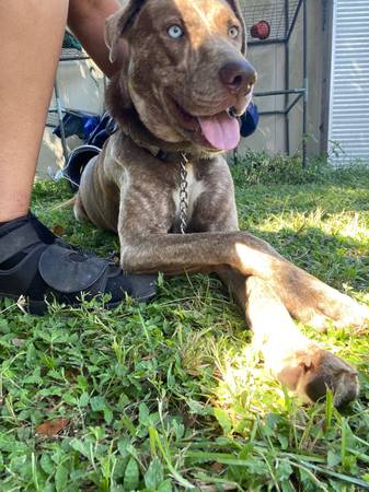 Chico de pelaje atigrado dulce buscando un hogar amoroso (tarifa de reubicación) (Gainesville)63993131989378120