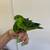 Lineolated Parakeet (Linnies) 1 thumbnail