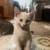 Kitten for adoption 3 thumbnail