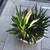 A pot full of Gasteria Flow succulents 3 thumbnail