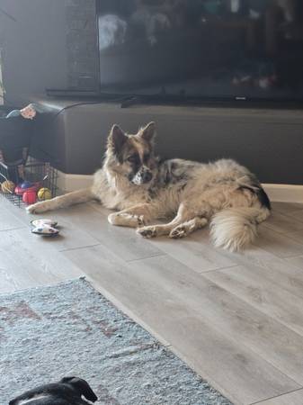 Australian shepherd (Las cruces)63693560615425120