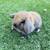 Holland Lop Bunnies 2 thumbnail