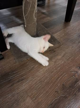 Flamed point white kitten male (Gladstone)63916214461443123