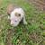 Puppies Razors edge pitbull 2 thumbnail