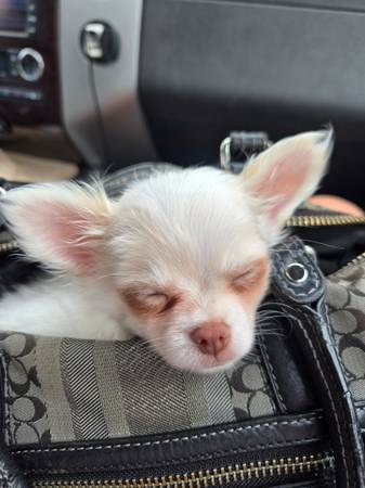 Rehoming puppy 1
