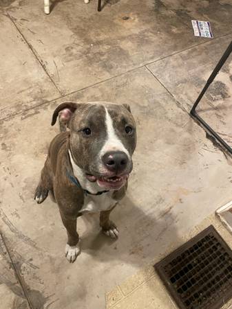 Bully puppy (Conway)63882391557891124